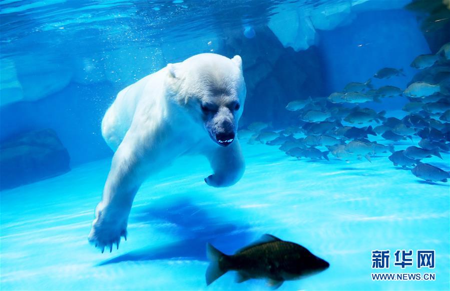 （环境）（2）北极熊欢乐度元宵