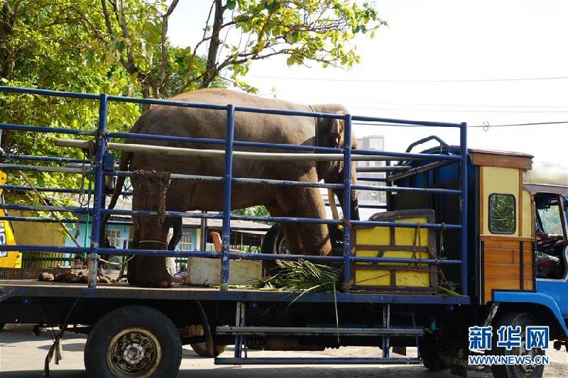 （国际·图文互动）（1）探访科伦坡“纳瓦姆月圆节”游行大象营地