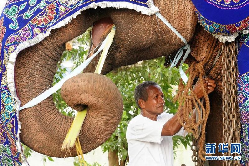 （国际·图文互动）（3）探访科伦坡“纳瓦姆月圆节”游行大象营地
