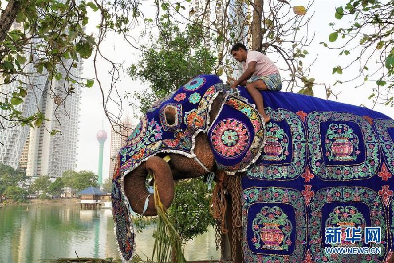 （国际·图文互动）（5）探访科伦坡“纳瓦姆月圆节”游行大象营地