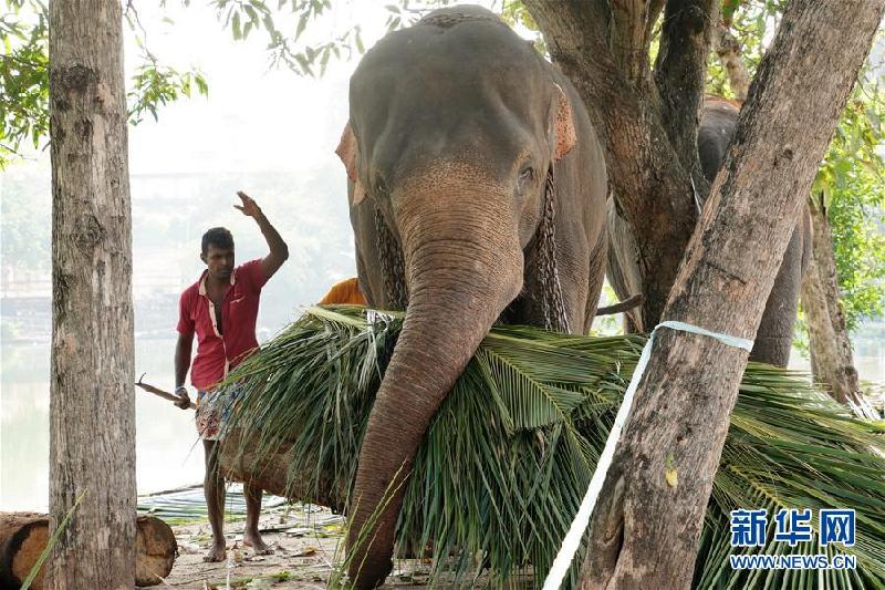 （国际·图文互动）（6）探访科伦坡“纳瓦姆月圆节”游行大象营地