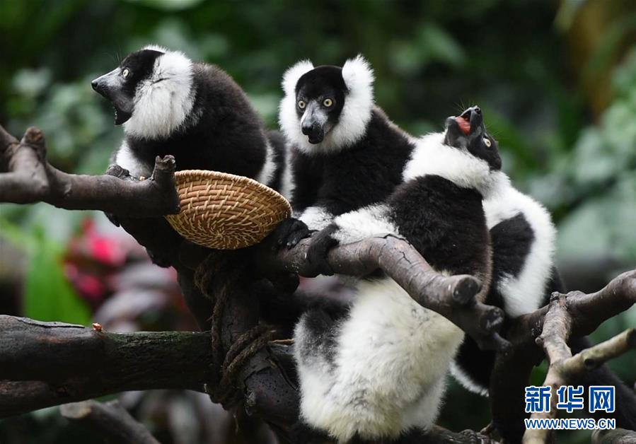 （社会）（2）广州：斑狐猴三胞胎正式与游客见面