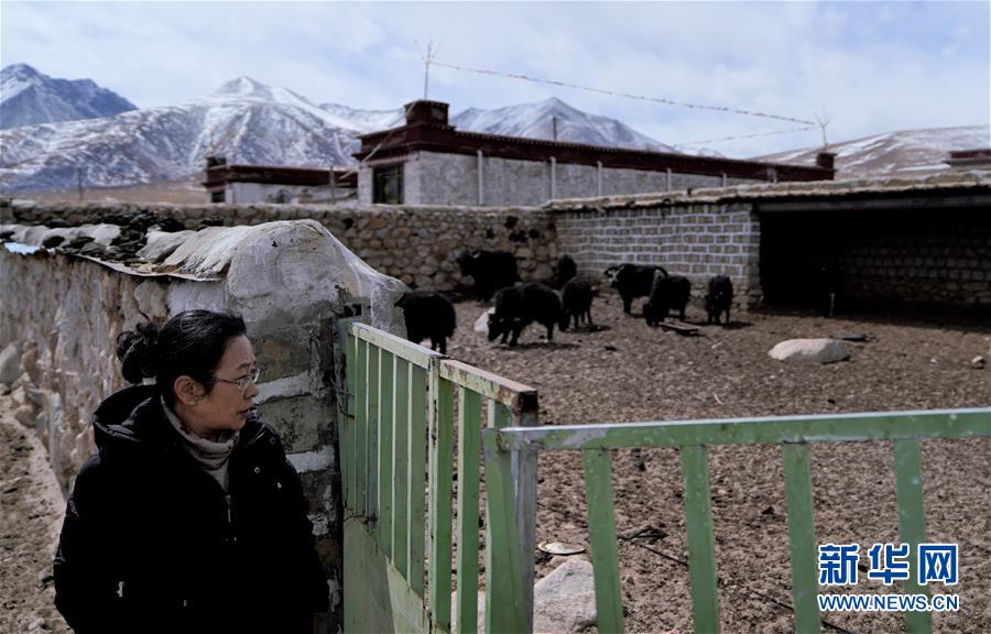 （图片故事）（1）姬秋梅：破译青藏高原牦牛“生命密码”的藏族女博士
