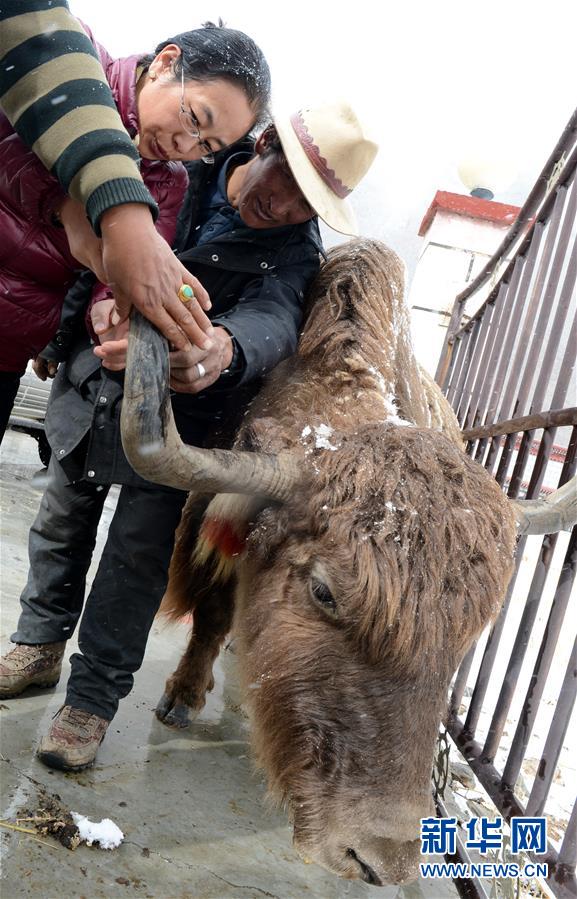（图片故事）（5）姬秋梅：破译青藏高原牦牛“生命密码”的藏族女博士