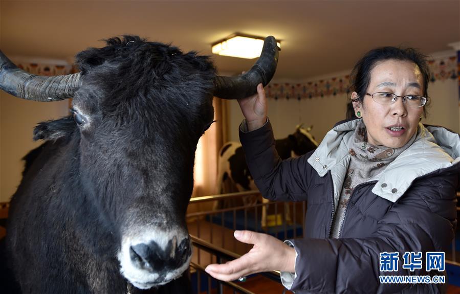 （图片故事）（9）姬秋梅：破译青藏高原牦牛“生命密码”的藏族女博士