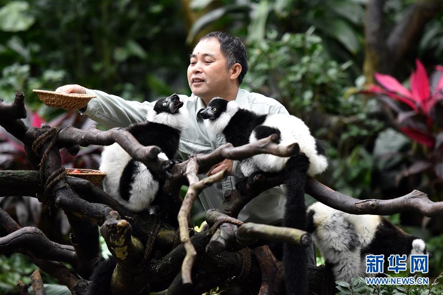 （社会）（1）广州：斑狐猴三胞胎正式与游客见面