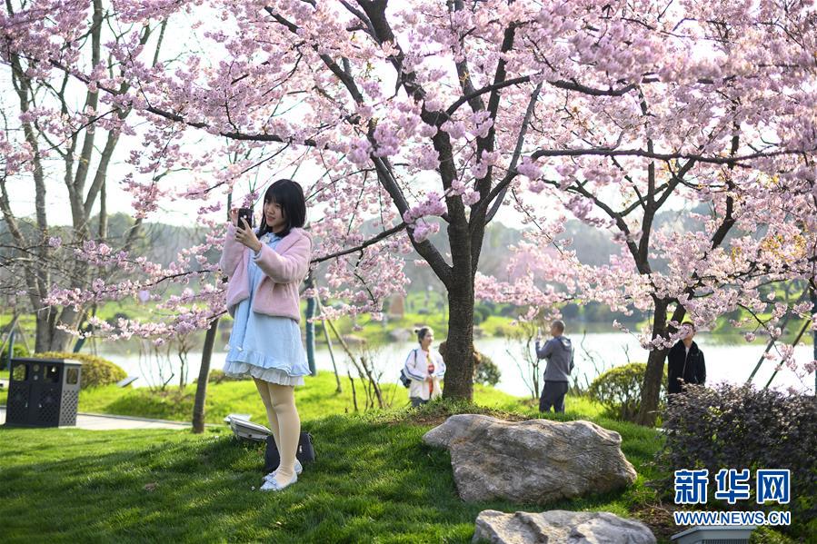 （社会）（5）武汉东湖樱花节开幕