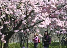 （社会）（1）武汉东湖樱花节开幕