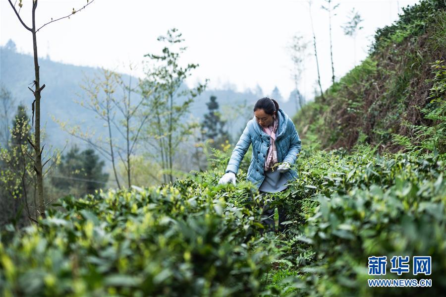 （经济）（5）贵州春茶陆续开采