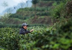 （经济）（1）贵州春茶陆续开采