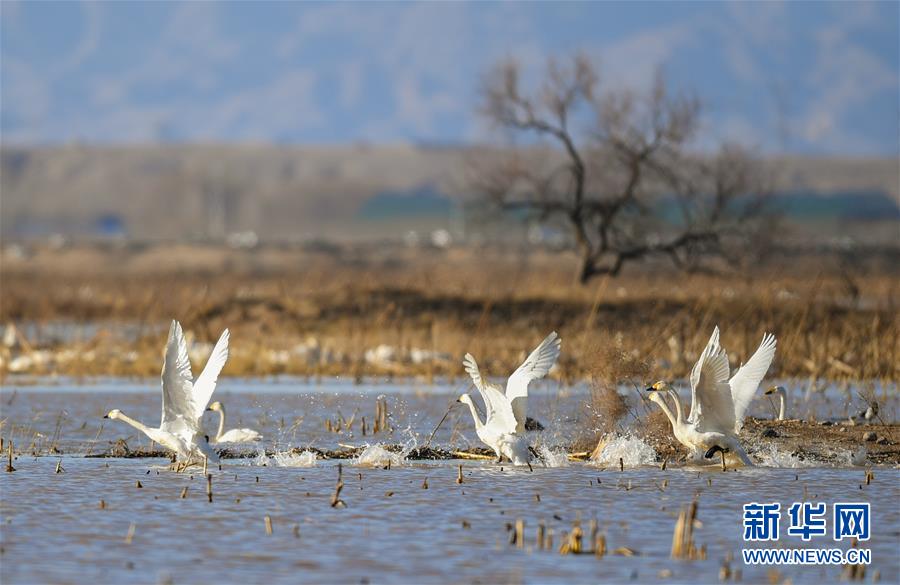 （环境）（1）黄河湿地引天鹅