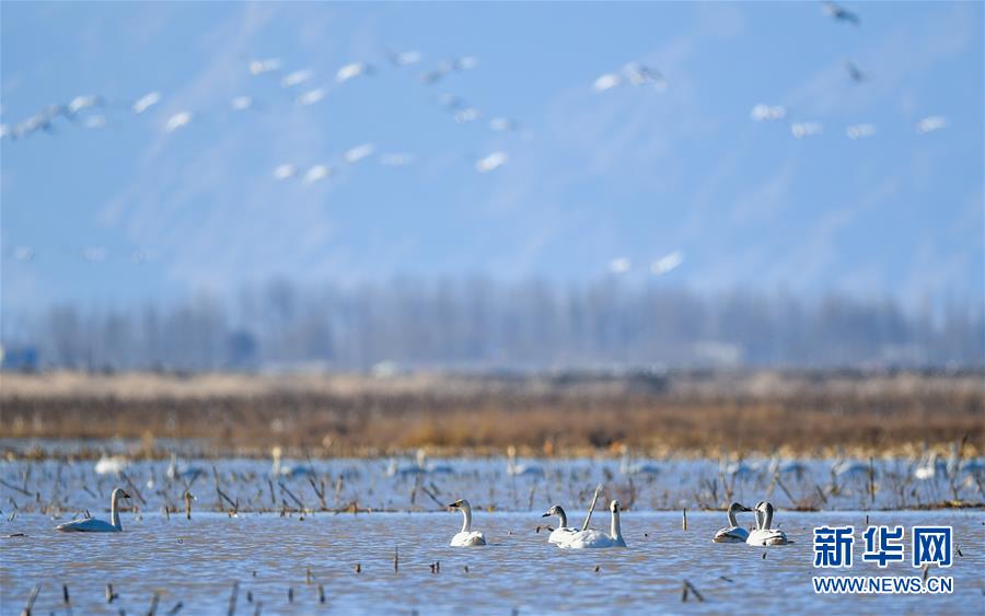 （环境）（2）黄河湿地引天鹅