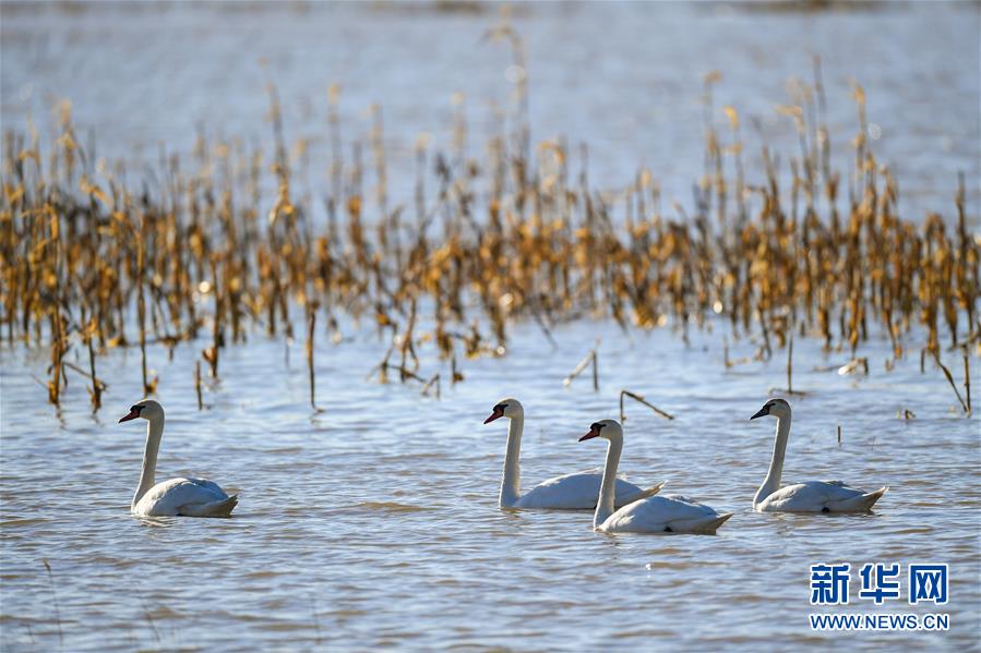 （环境）（4）黄河湿地引天鹅
