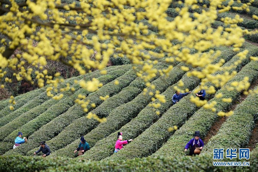 （脱贫攻坚）（1）贵州丹寨：“扶贫茶园”春茶开采