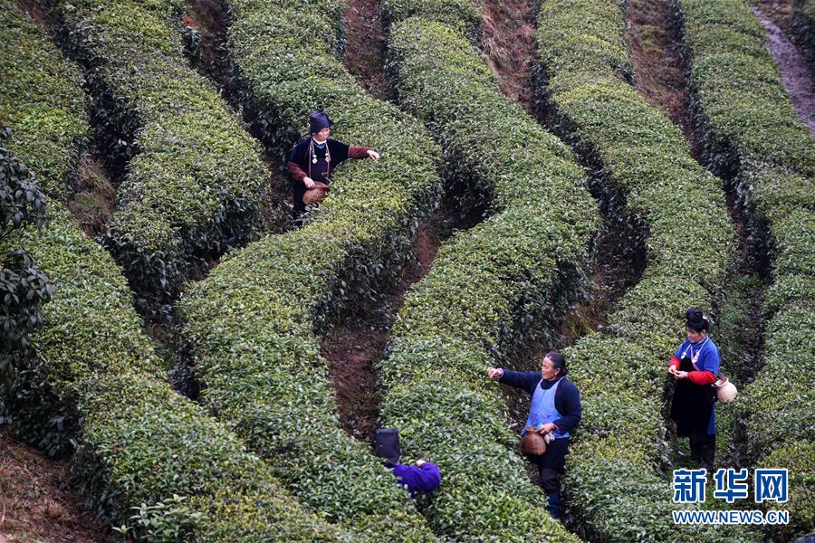 （脱贫攻坚）（3）贵州丹寨：“扶贫茶园”春茶开采