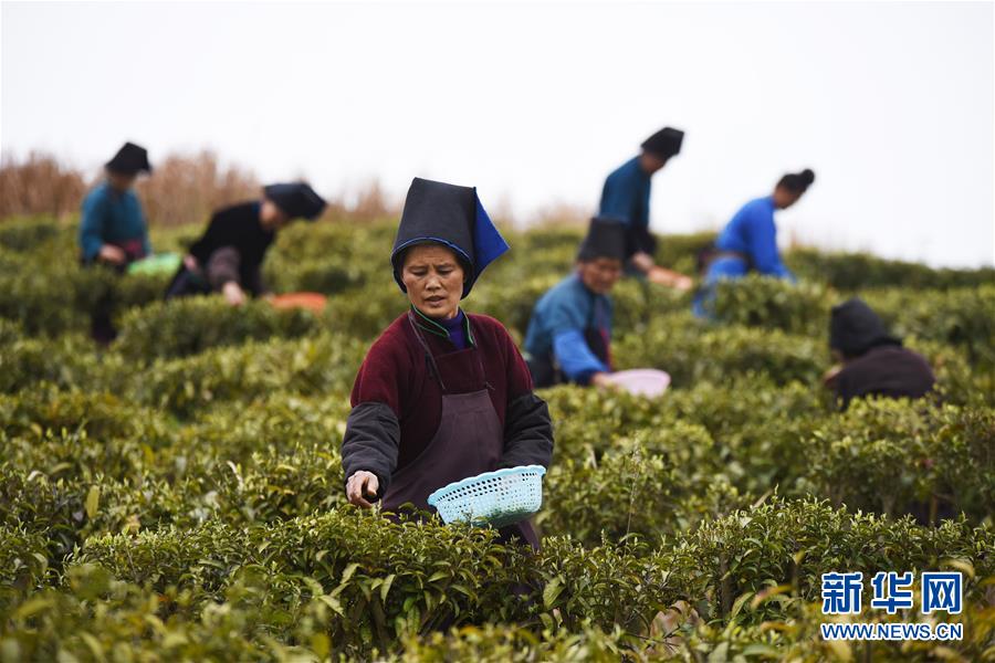 （脱贫攻坚）（4）贵州丹寨：“扶贫茶园”春茶开采