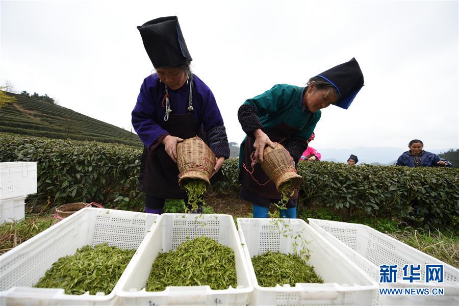 （脱贫攻坚）（5）贵州丹寨：“扶贫茶园”春茶开采