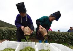 （脱贫攻坚）（5）贵州丹寨：“扶贫茶园”春茶开采