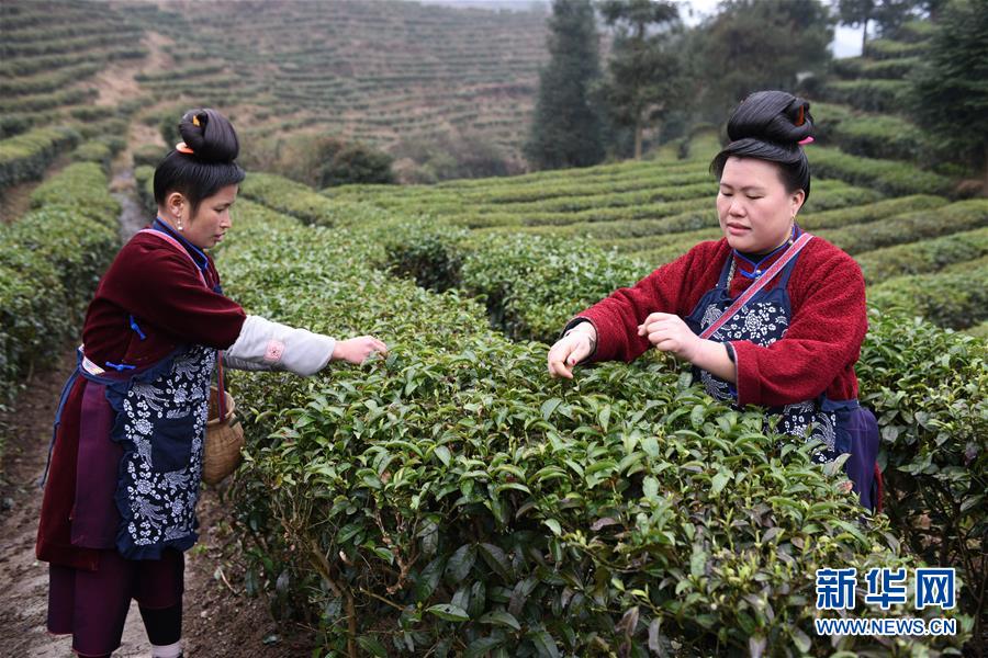（脱贫攻坚）（6）贵州丹寨：“扶贫茶园”春茶开采