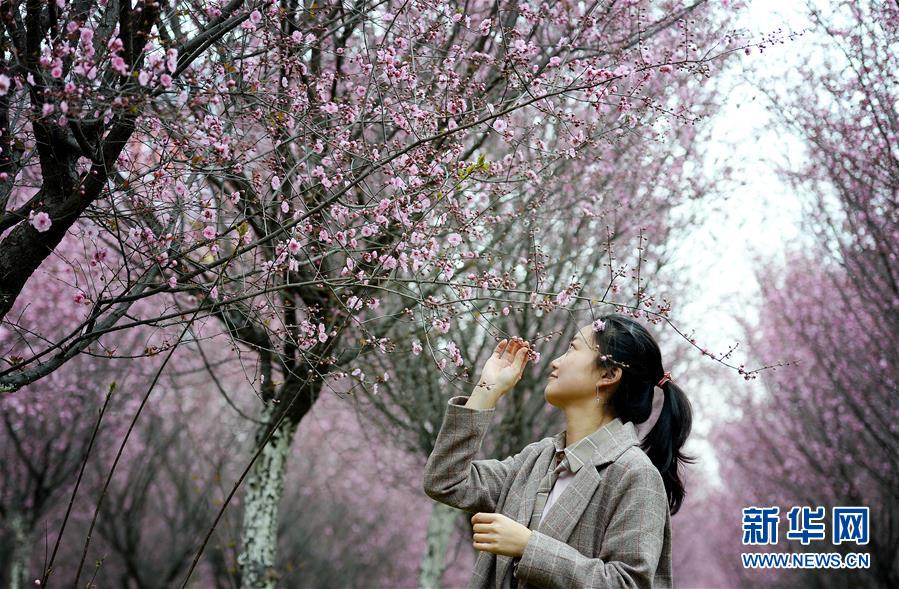 （春季美丽生态）（4）美人梅开赏花来