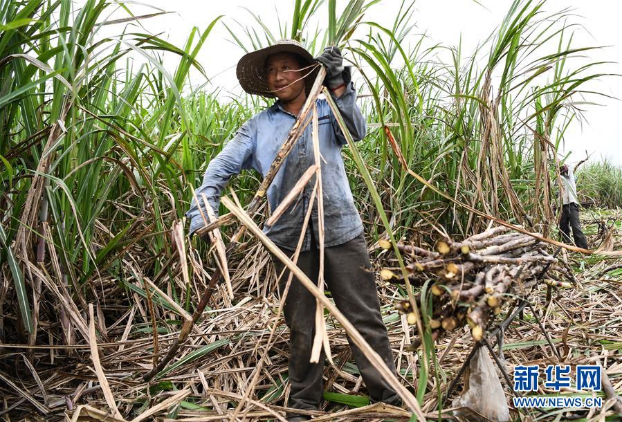 （经济）（3）钦州：抢收甘蔗备春种