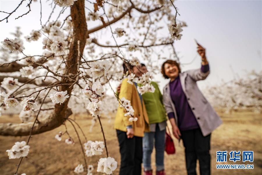 （春季美丽生态）（3）“火洲”三月杏花香