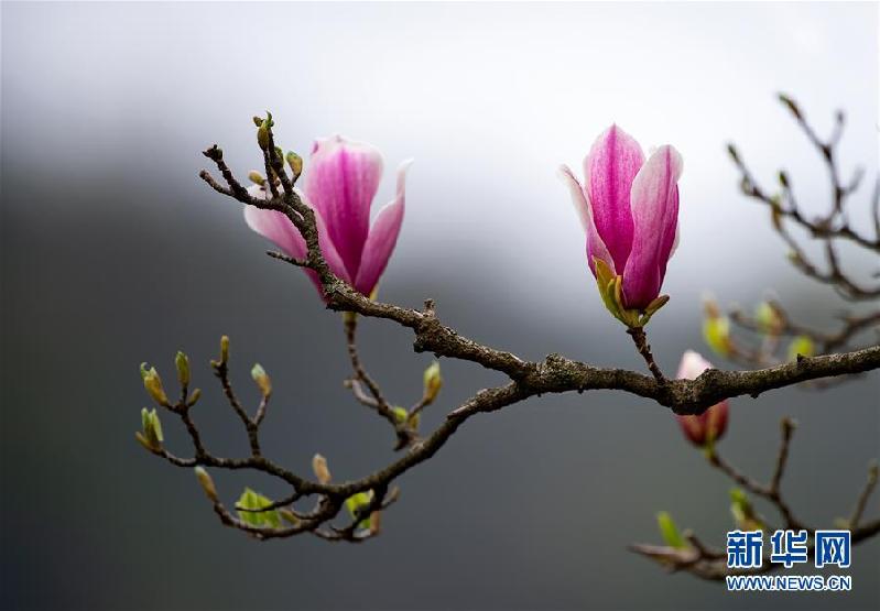 （春季美丽生态）（3）上海：千花百卉争明媚