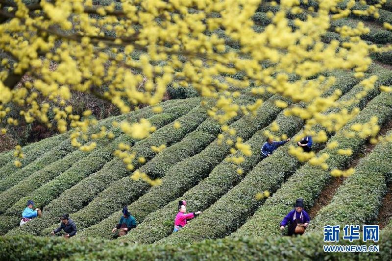 （镜观中国·新华社国内新闻照片一周精选）（8）花下春茶正采时