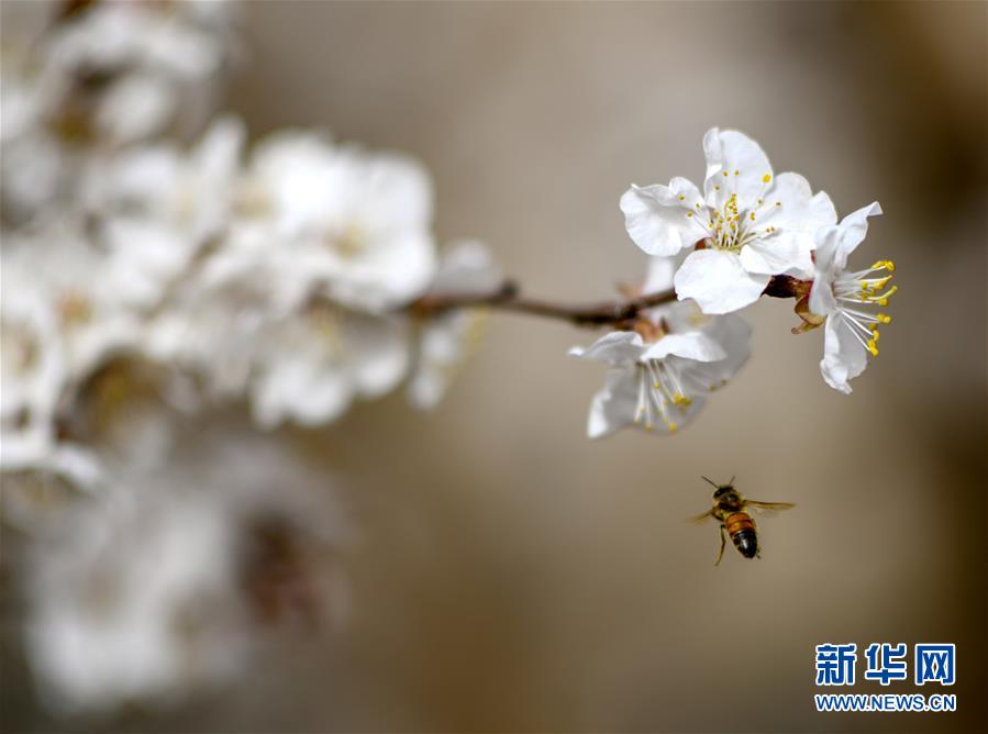 （春季美丽生态）（1）“火洲”三月杏花香
