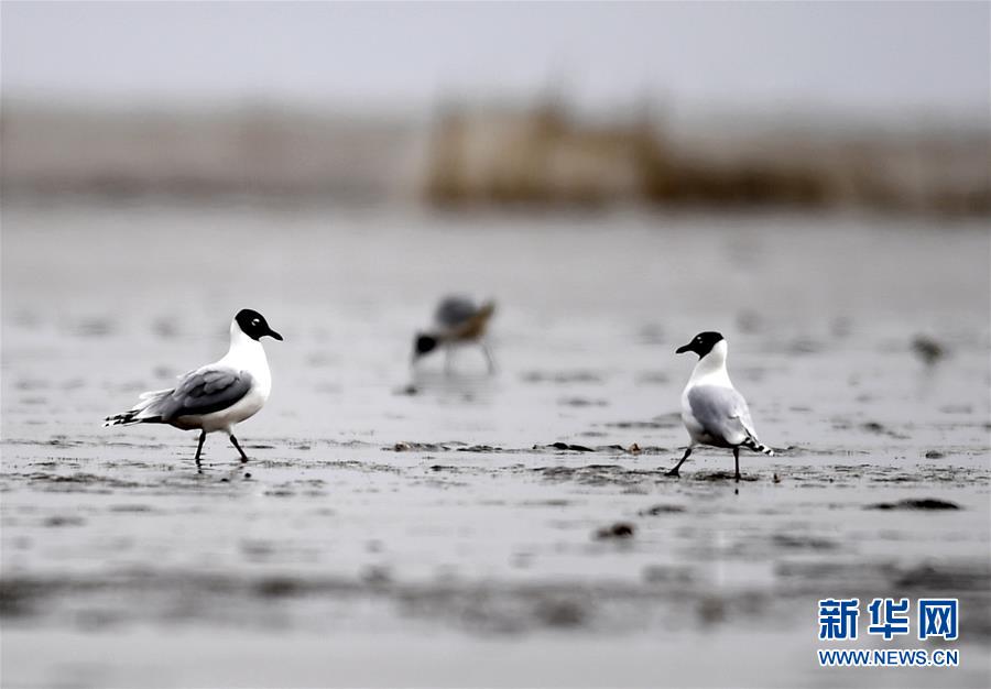 （环境）（2）大批遗鸥飞临天津滨海滩涂