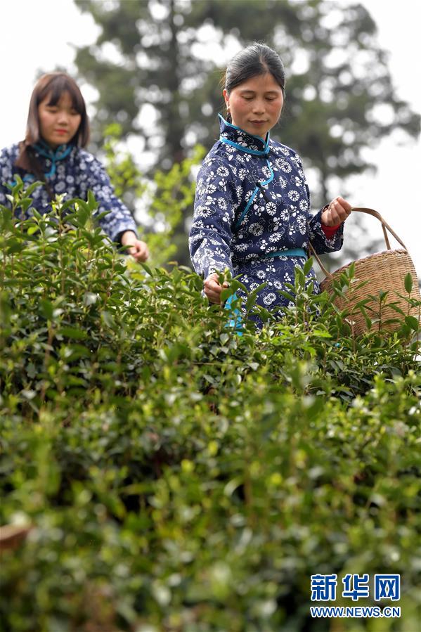 （经济）（2）江西南昌：春茶开采