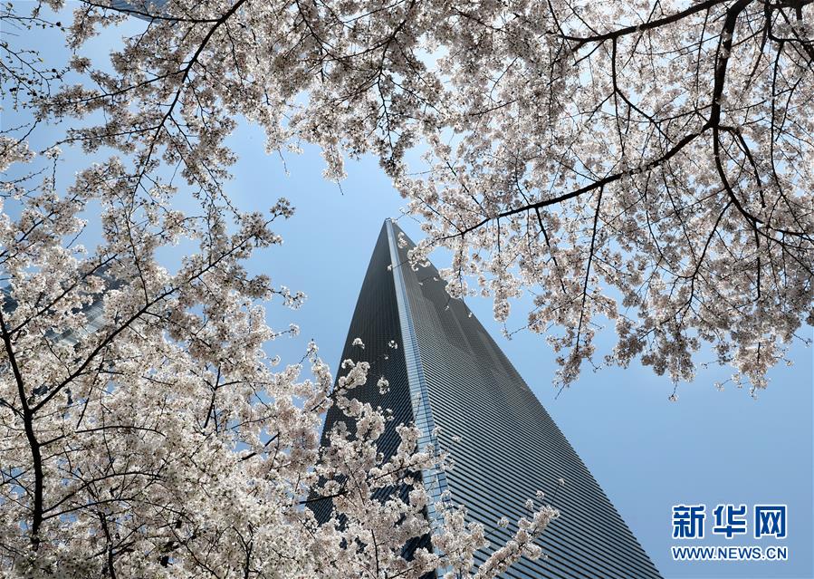 （环境）（2）上海陆家嘴：樱花烂漫春光好