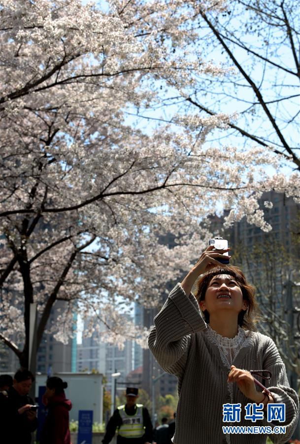 （环境）（3）上海陆家嘴：樱花烂漫春光好