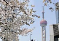 （环境）（1）上海陆家嘴：樱花烂漫春光好