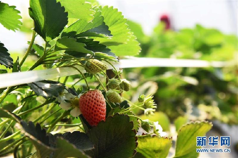 （经济）（2）草莓种出乡村致富路