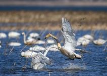 （环境）（1）大天鹅栖息白石水库湿地自然保护区
