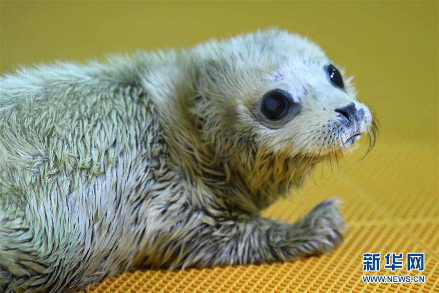 （社会）（2）哈尔滨极地馆迎来猪年首只海豹宝宝