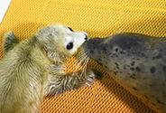 （社会）（1）哈尔滨极地馆迎来猪年首只海豹宝宝