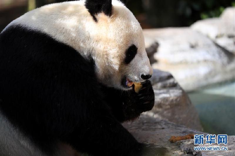 （国际）（6）一座美国城市与两只大熊猫的告别