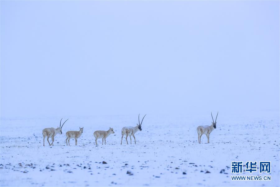 （图文互动）（6）新疆阿尔金山保护区生态恢复趋好