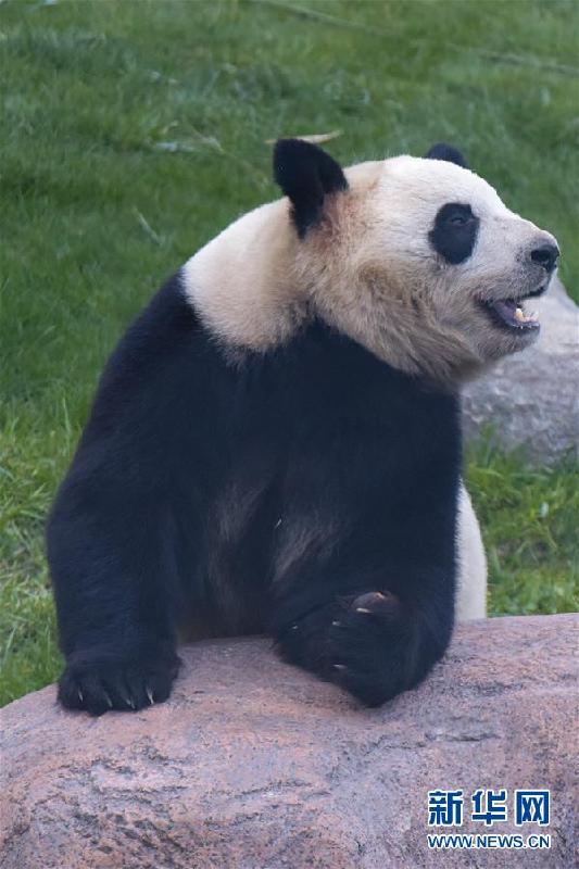 （国际）（3）丹麦女王为哥本哈根动物园熊猫馆揭幕