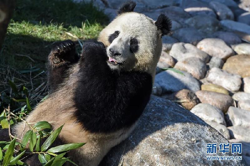 （国际）（4）丹麦女王为哥本哈根动物园熊猫馆揭幕