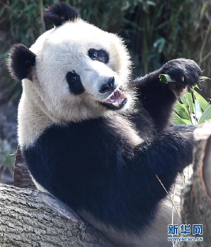 （国际）（5）丹麦女王为哥本哈根动物园熊猫馆揭幕