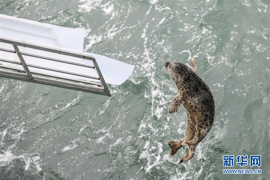 （社会）（7）大连：24只斑海豹被放归大海