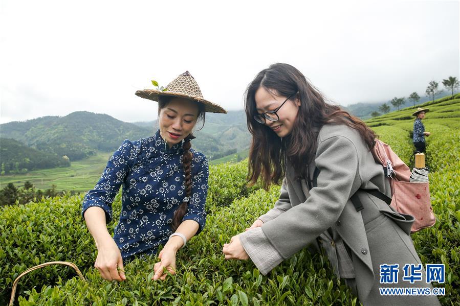 #（社会）（6）武夷山：生态茶园 祭茶喊山