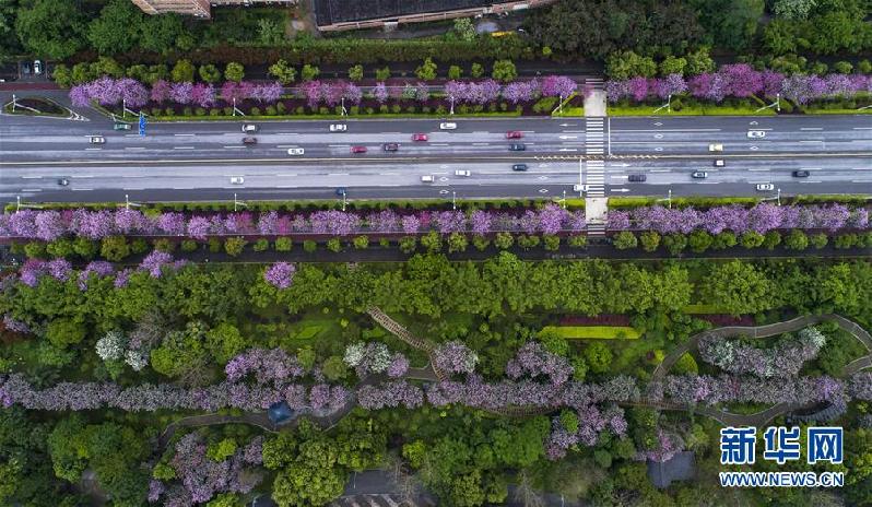 （春季美丽生态）（6）广西柳州：雨后洋紫荆别样美