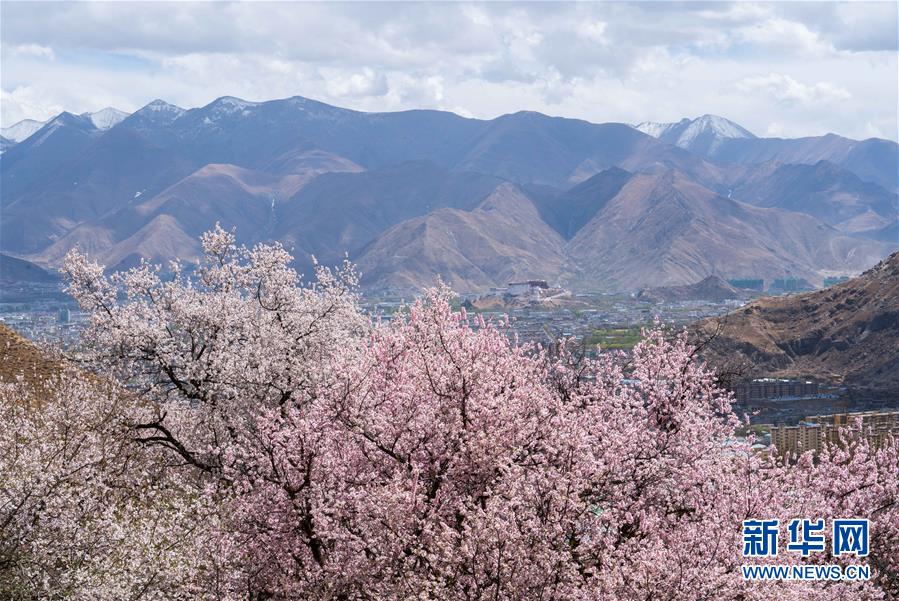 （美丽中国）（8）拉萨: 山寺桃花始盛开