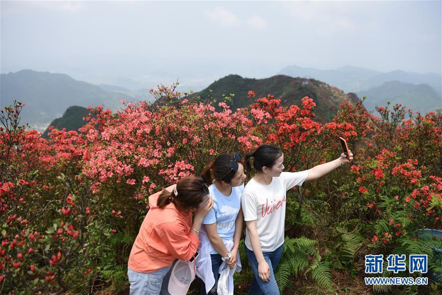 （春季美丽生态）（4）贵州丹寨：岭上开遍映山红