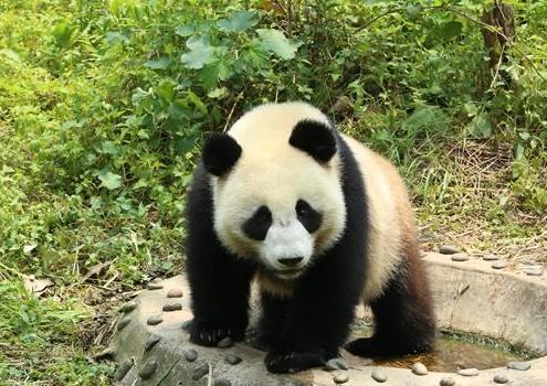 （社会）（1）大熊猫“如意”“丁丁”即将启程赴俄罗斯