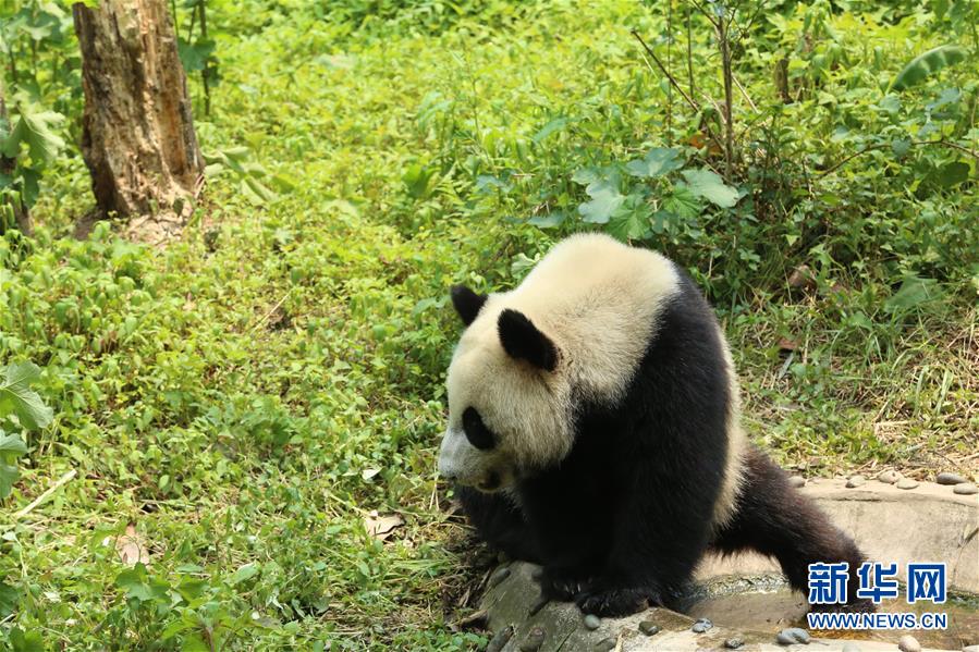 （社会）（3）大熊猫“如意”“丁丁”即将启程赴俄罗斯